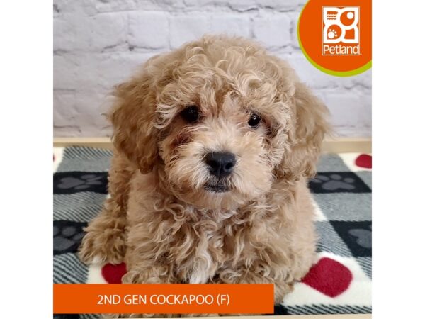 [#3063] Apricot Female Cock A Poo 2nd Gen Puppies for Sale