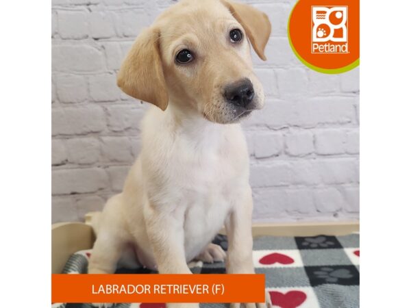 [#3061] Yellow Female Labrador Retriever Puppies for Sale