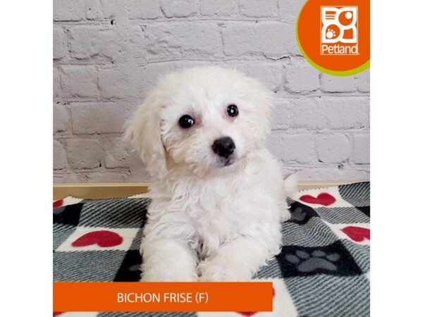[#2992] Female Bichon Frise Puppies for Sale