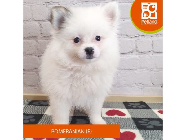 [#3004] Sable / White Female Pomeranian Puppies for Sale
