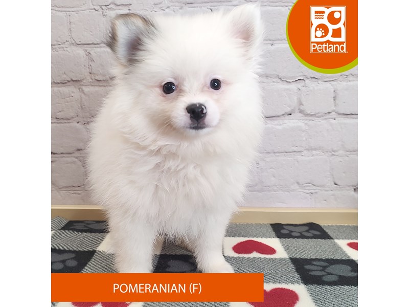 Pomeranian - 3004 Image #1