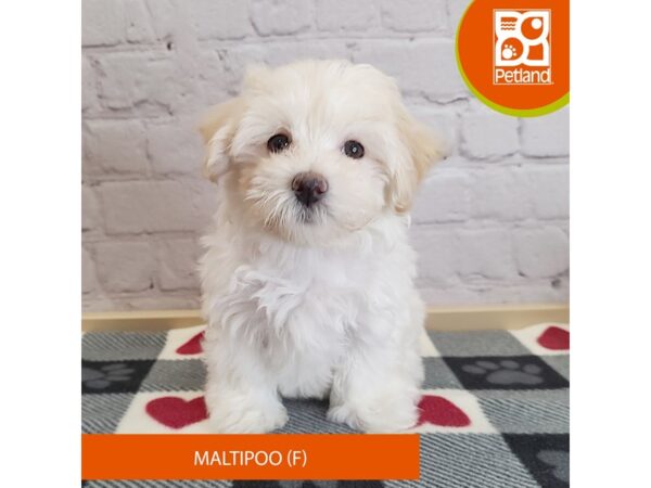 [#3008] Cream Female Maltipoo Puppies for Sale