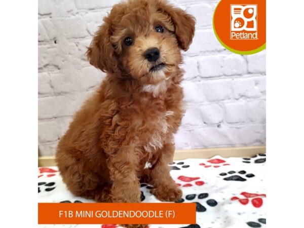[#3029] Red Female Goldendoodle Puppies for Sale