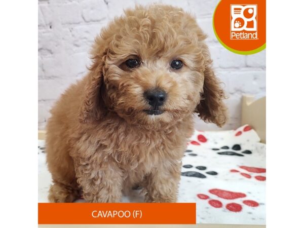 [#3042] Apricot Female Cavapoo Puppies for Sale