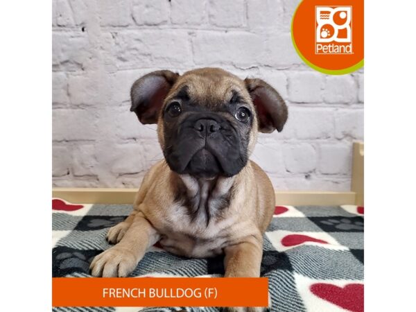 [#3040] Fawn Female French Bulldog Puppies for Sale