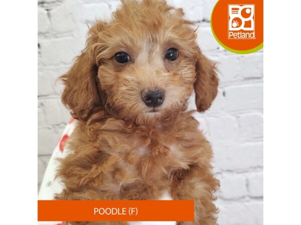 [#3045] Red Female Poodle Puppies for Sale