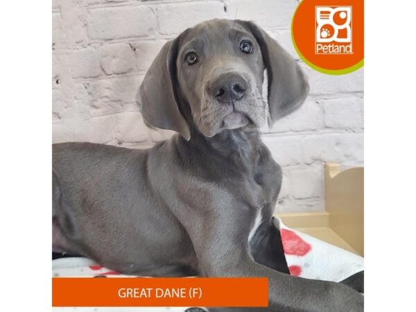 [#3038] Blue Female Great Dane Puppies for Sale