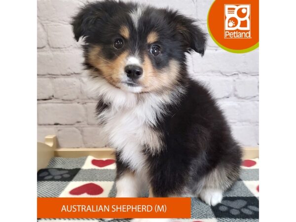 [#3048] Black Male Australian Shepherd Puppies for Sale