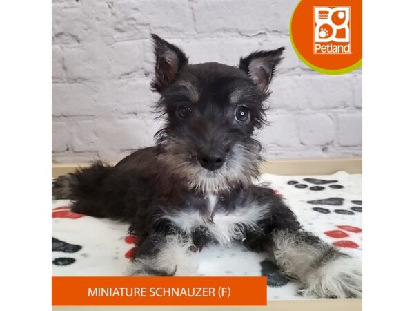 [#3054] Black Female Miniature Schnauzer Puppies for Sale