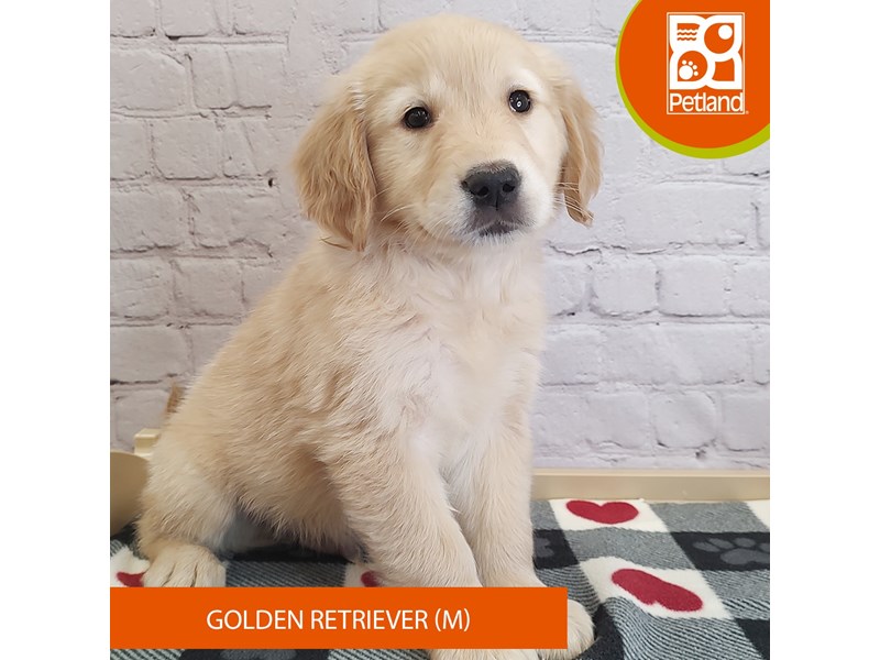 Golden Retriever - 3066 Image #1