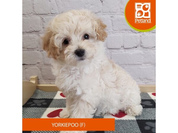 [#3062] Cream Female Yorkiepoo Puppies for Sale