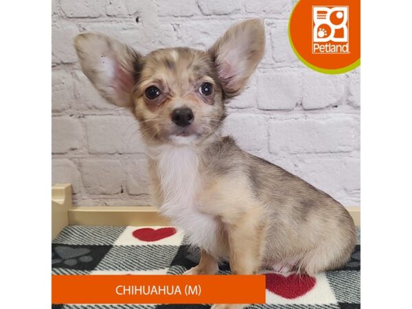 [#3060] Fawn Merle Male Chihuahua Puppies for Sale