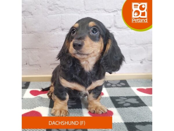 [#3070] Black / Tan Female Dachshund Puppies for Sale