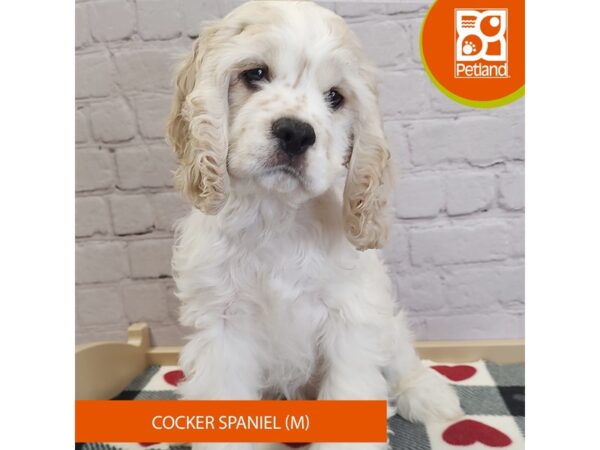 [#3069] Buff / White Male Cocker Spaniel Puppies for Sale