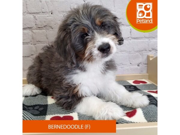 [#3067] Blue Merle White / Tan Female Bernedoodle Puppies for Sale