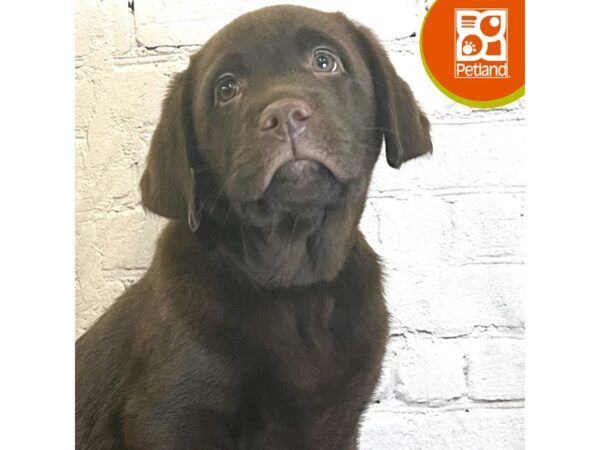 [#3109] Chocolate Male Labrador Retriever Puppies for Sale