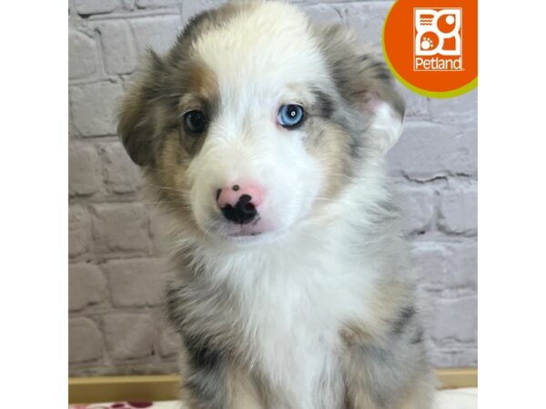 [#3108] Blue Merle Male Miniature Australian Shepherd Puppies for Sale