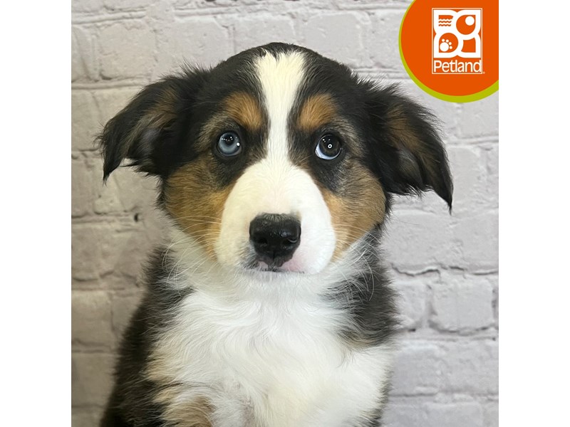 Miniature Australian Shepherd - 3107 Image #1
