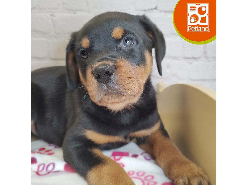 Rottweiler - 3119 Image #1