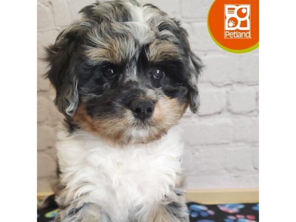 [#3115] Black Rust / White Female Bernedoodle 2nd Gen Puppies for Sale