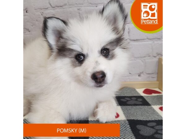 [#3132] Black / White Male Pomsky Puppies for Sale