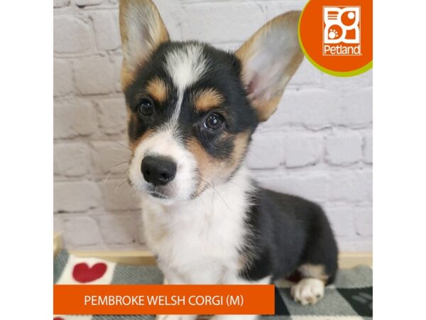 [#3136] Tri-Colored Male Pembroke Welsh Corgi Puppies for Sale