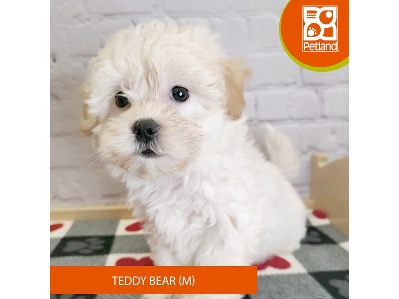 Teddy Bear - 3135 Image #1