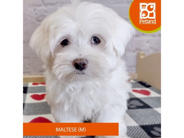 [#3128] White Male Maltese Puppies for Sale