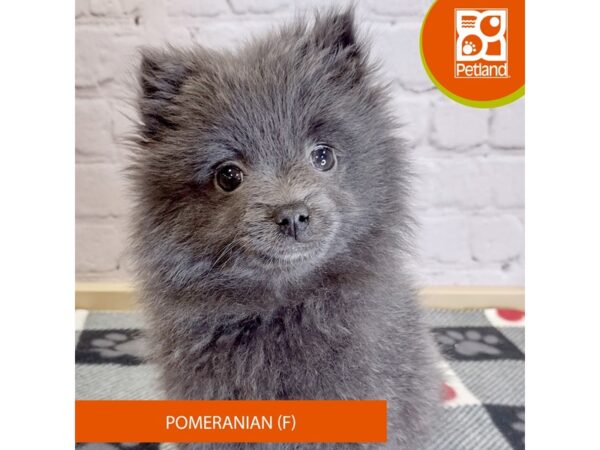 [#3129] Blue Female Pomeranian Puppies for Sale