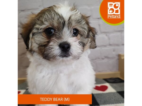[#3139] Brown / White Male Teddy Bear Puppies for Sale