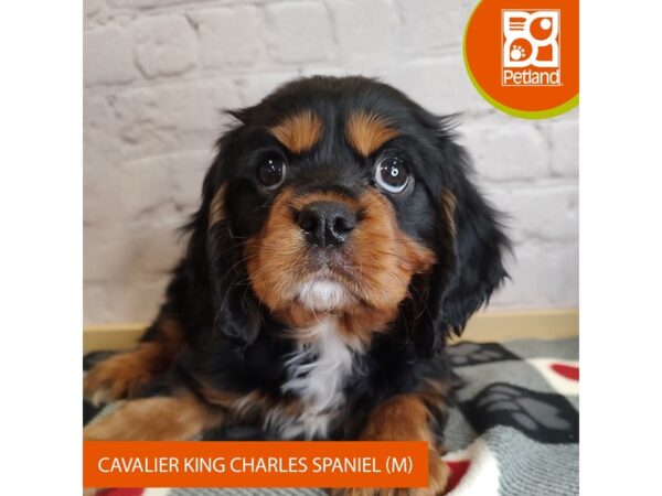 [#3138] Black / Tan Male Cavalier King Charles Spaniel Puppies for Sale