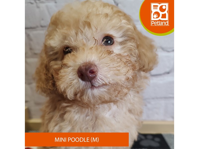 Poodle Mini - 3137 Image #1