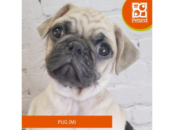 [#3143] Fawn Male Pug Puppies for Sale