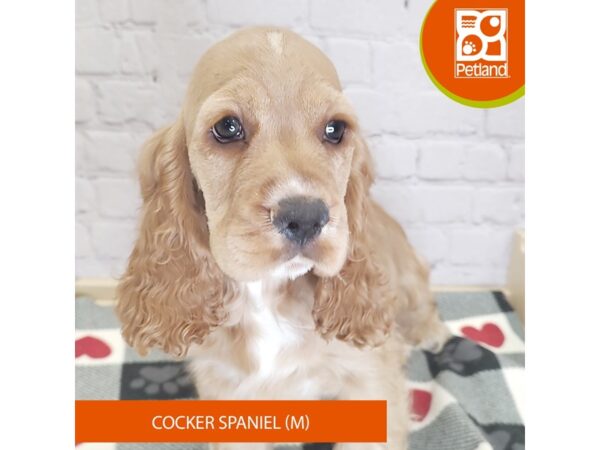 [#3145] Buff Male Cocker Spaniel Puppies for Sale