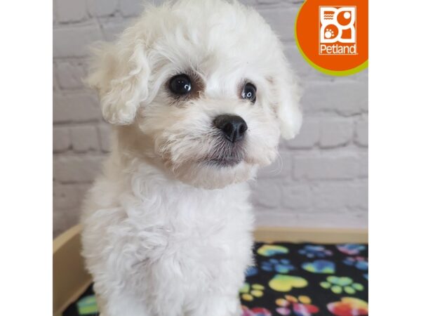 [#3114] White Female Bichon Frise Puppies for Sale