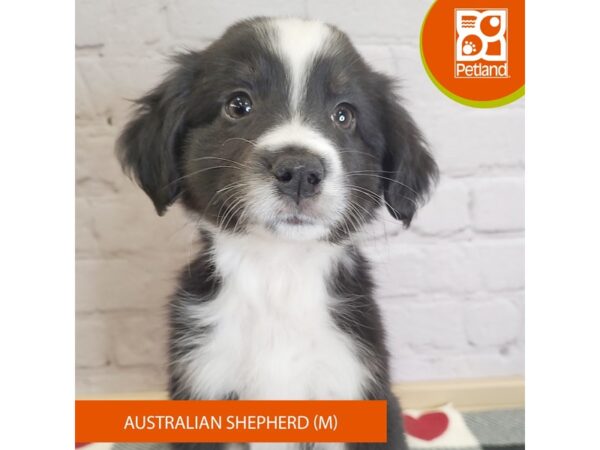 [#3149] Black Male Australian Shepherd Puppies for Sale