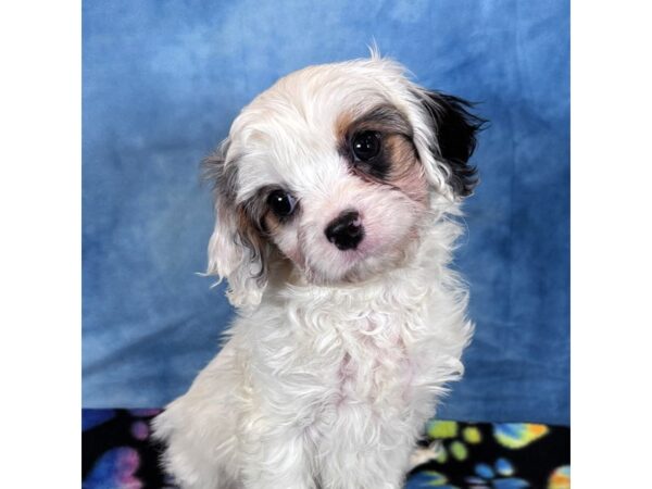 [#4054] Tofu - White / Black Male Cavapoo Puppies for Sale