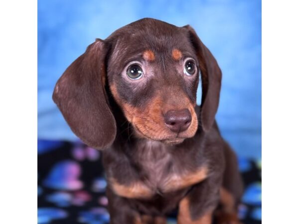 [#4055] Dove - Chocolate Female Dachshund Puppies for Sale