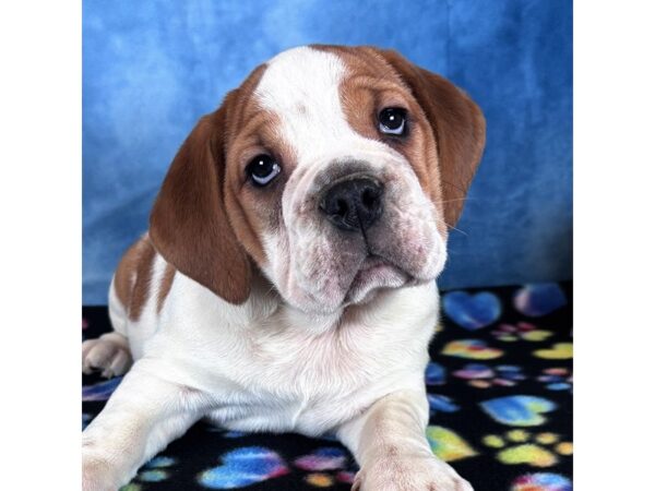 [#4058] Petunia - Brown / White Female 7/8  Bulldog Puppies for Sale