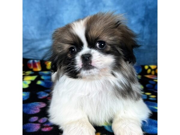[#4060] Romeo - Fawn Sable Male Pekingese Puppies for Sale