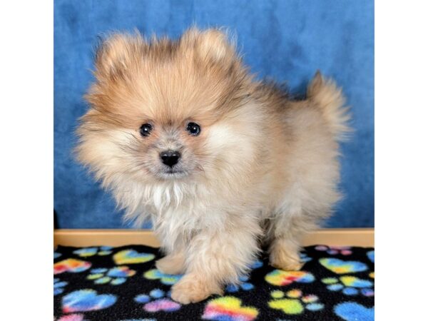 [#4067] Peach - Orange Sable Male Pomeranian Puppies for Sale