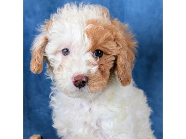 [#4065] Waffles - White / Brown Female Goldendoodle Mini 2nd Gen Puppies for Sale