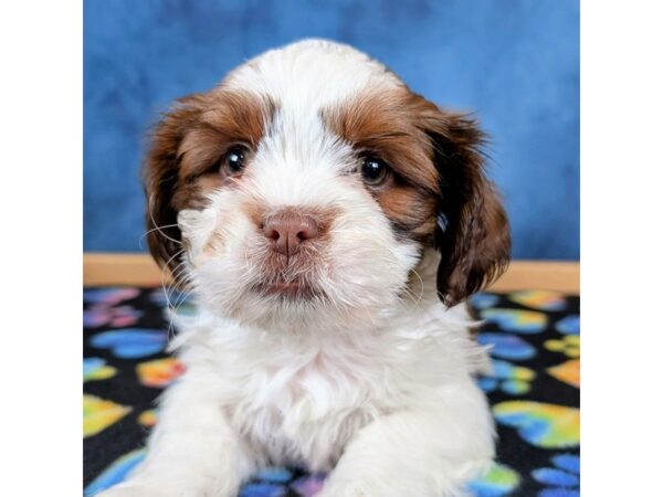 [#4062] Truffles - Brown / White Female Shih Tzu Mix Puppies for Sale