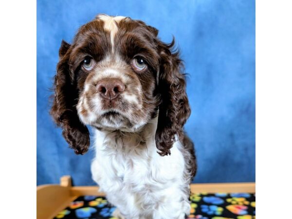 [#4070] Teddy - Chocolate / White Male Cocker Spaniel Puppies for Sale