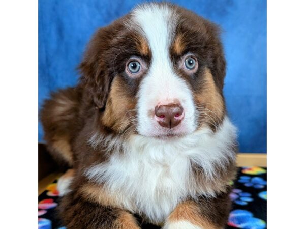 [#4069] Beau - Red Male Australian Shepherd Puppies for Sale