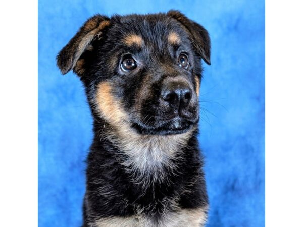 [#4080] Sage - Black / Tan Female German Shepherd Dog Puppies for Sale