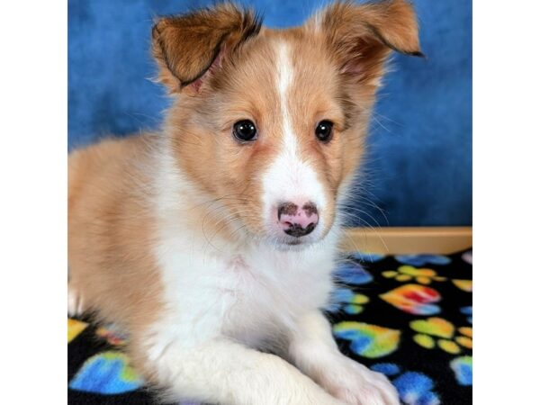 [#4077] Rooster - Sable / White Male Shetland Sheepdog Puppies for Sale