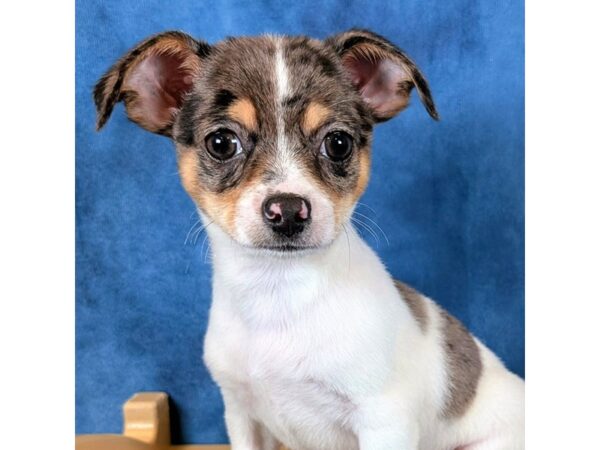 [#4076] Queso - White / Blue Merle Male Chihuahua Puppies for Sale