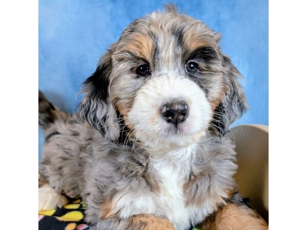 [#4087] Bernadette - Blue Merle / Tan Female Bernedoodle Puppies for Sale