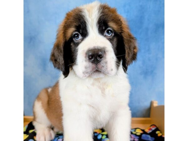 [#4085] Bear - Sable / White Male Saint Bernard Puppies for Sale